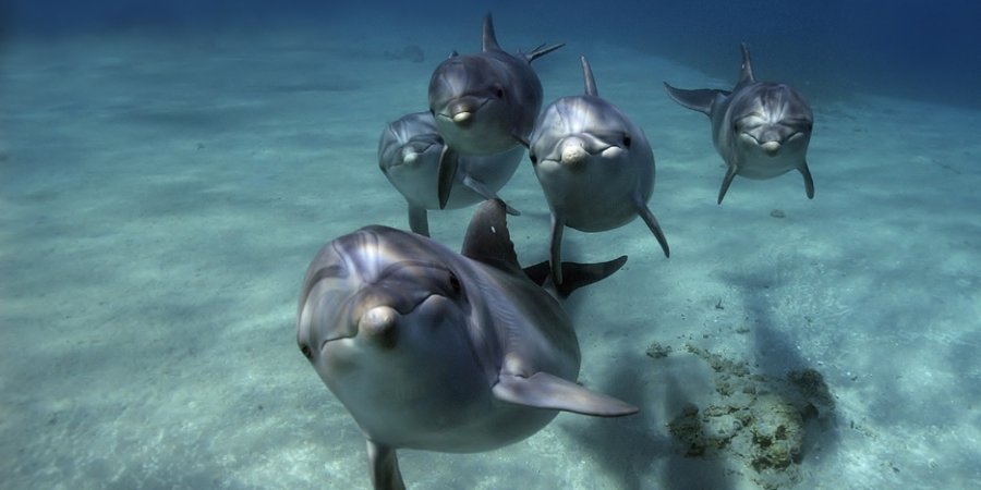 Bild zumDolfinim (Heilsame Delfinreisen) - Eilat - Israel